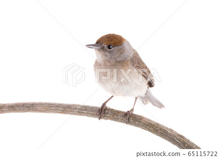 female (Sylvia atricapilla) Eurasian Blackcap 65115722