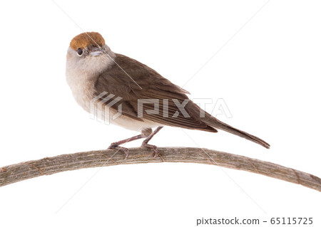 female (Sylvia atricapilla) Eurasian Blackcap 65115725