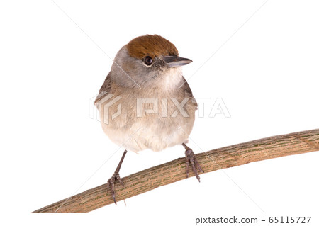 female (Sylvia atricapilla) Eurasian Blackcap 65115727