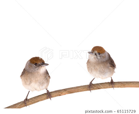 two female (Sylvia atricapilla) Eurasian Blackcap 65115729