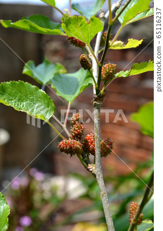 春天的“桑樹”春天的桑樹開始變紅 65116237