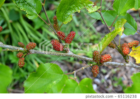 春天的“桑樹”春天的桑樹開始變紅 65116238