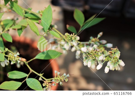 Blueberry flowers Blueberry flowers 65116766