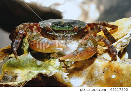 Crab, freshwater crab, crustacean Crab, freshwater crab, crustacean 65117290
