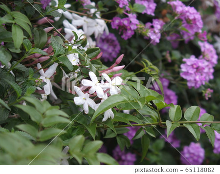 Gentle harmony of jasmine and light purple cobano lantana Gentle harmony of jasmine and light purple cobano lantana 65118082
