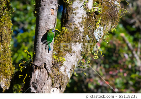 Yellow-billed Toucan 65119235