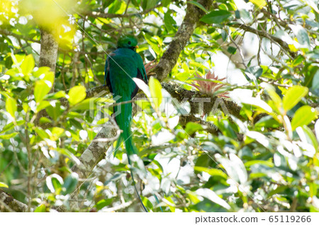 Quetzal 65119266