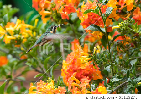 Hummingbird 65119275