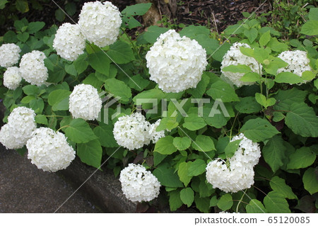 ・・〜 White hydrangea〜・・・'Annabelle'・・・・ ・・〜 White hydrangea〜・・・'Annabelle'・・・・ 65120085
