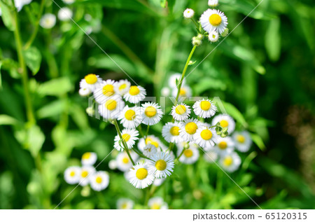 Therapeutic wildflowers with white petals and a yellow daisies blooming in a warm summer sunny day Therapeutic wildflowers with white petals and a yellow daisies blooming in a warm summer sunny day 65120315