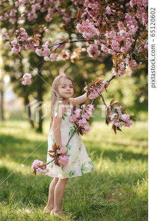 Little girl walking on the grass barefoot by the pink tree sakura in the park Little girl walking on the grass barefoot by the pink tree sakura in the park 65120602