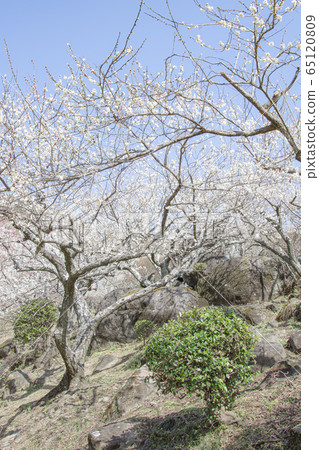 Mt. Tsukuba Bairin Mt. Tsukuba Bairin 65120809