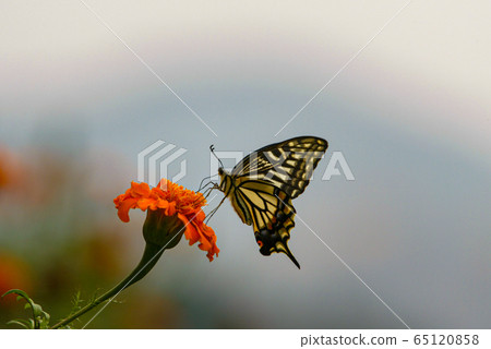 萬壽菊和燕尾蝴蝶 65120858