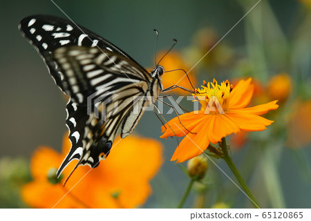 萬壽菊和燕尾蝴蝶 65120865