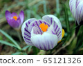 Violet- white blooming crocus head 65121326