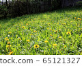Garden full of blooming dandelions 65121327