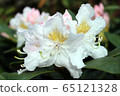 White rhododendron with mornig dew 65121328