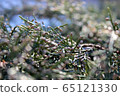Blooming black heart bush scene 65121330