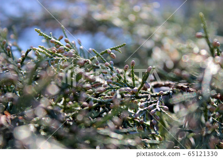 Blooming black heart bush scene Blooming black heart bush scene 65121330