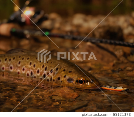wild trout wild trout 65121378