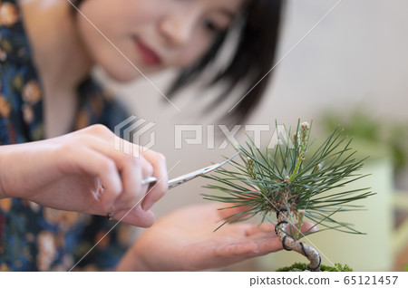 Bonsai girl image Bonsai girl image 65121457