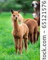 Young Alpaca in a herd, a South American mammal 65121576