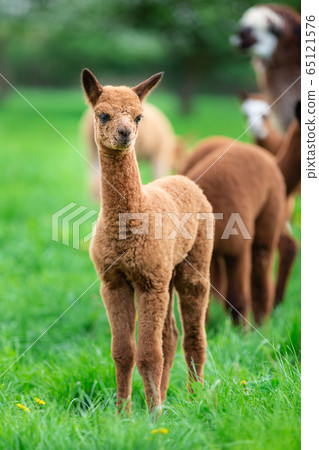 Young Alpaca in a herd, a South American mammal 65121576