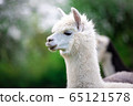 Portrait of a white Alpaca 65121578