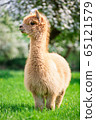 Alpaca on a sunny day, a South American mammal 65121579