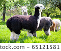 Alpaca herd on a sunny day 65121581