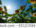 A sunny day in the sunflower field 65121584