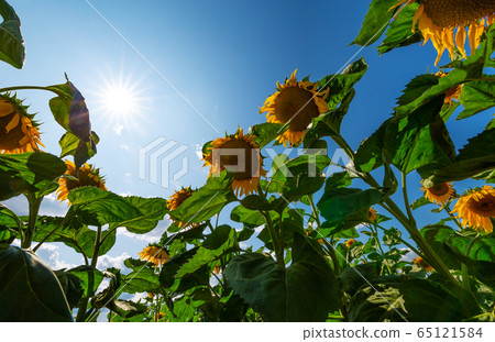 A sunny day in the sunflower field A sunny day in the sunflower field 65121584
