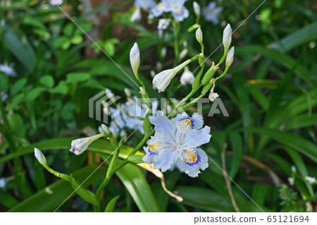 White flowers of Shiga White flowers of Shiga 65121694