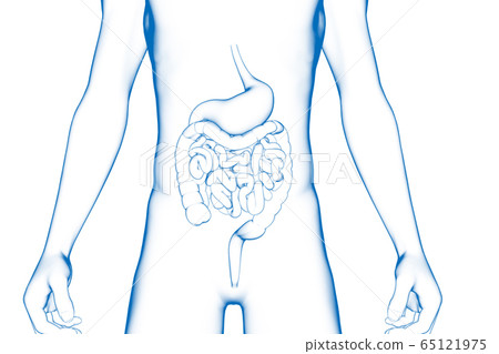 Human stomach and intestines, medical 3D model 65121975