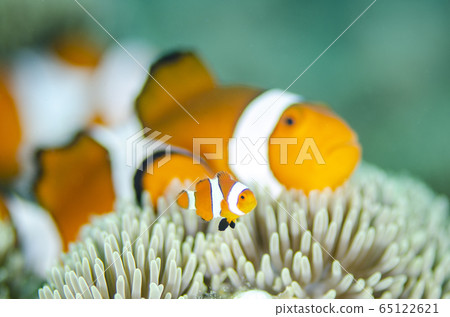 小丑魚幼魚和成魚② 65122621