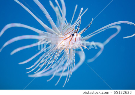 Red lionfish blue background 65122623