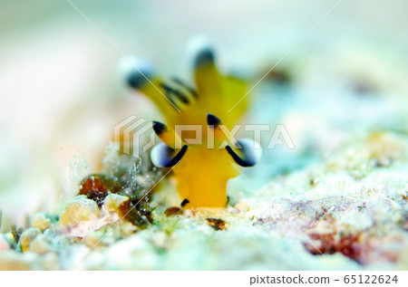 Udefritsu Nozaya Umushi Pikachu① 65122624