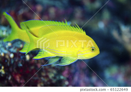 Sumire Nagahanadai Female 65122649