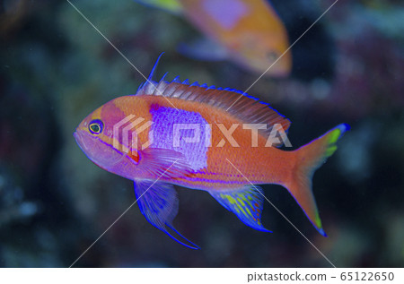 Sumire Nagahanadai Male ③ 65122650