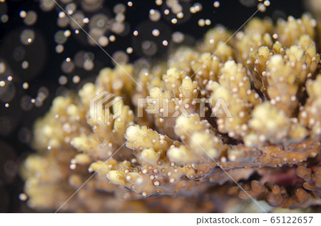 Coral spawning Acropora coral spawning ① 65122657