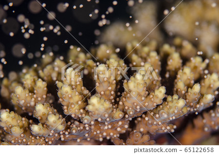 Coral spawning Acropora coral spawning ② 65122658