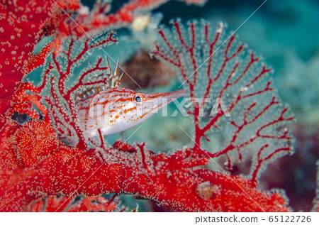 庫達貢貝和磯ob 65122726