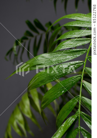 water drop on tropical palm leaf, dark green foliage background 65122768