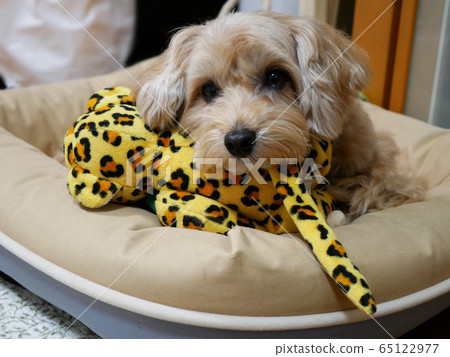 Cute pet, small dog [mixed dog] to play with toys in bed 65122977