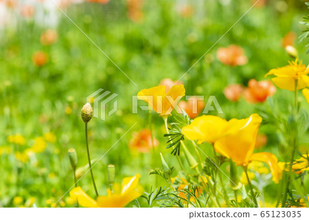 Poppy 65123035