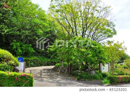 Fresh green at the entrance of Oba Joshi Park in Fujisawa City, Kanagawa Prefecture 65123201