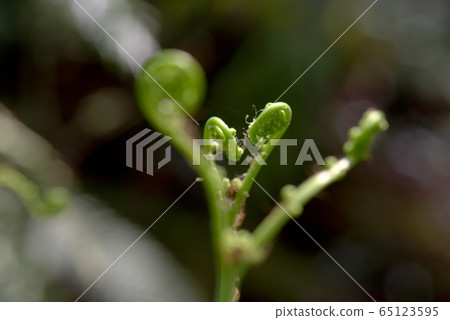 Spring Spring 65123595