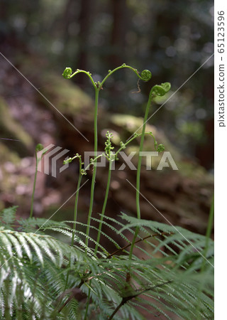 Spring Spring 65123596