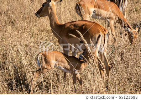 A flock of impalas in Serengeti, Tanzania A flock of impalas in Serengeti, Tanzania 65123688