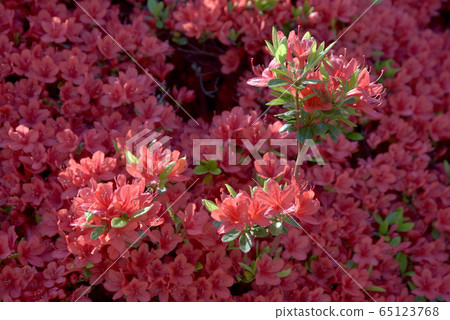 Kirishima Azalea Kirishima Azalea 65123768